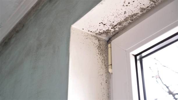 Best Mold Remediation for Schools in Branford Center, CT